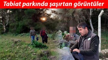 İzinsiz orkide toplamanın cezası büyük oldu