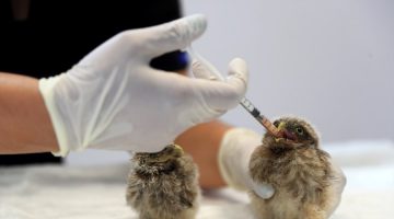 Denizli ‘de Kuş yavrularına anne şefkatinde bakım