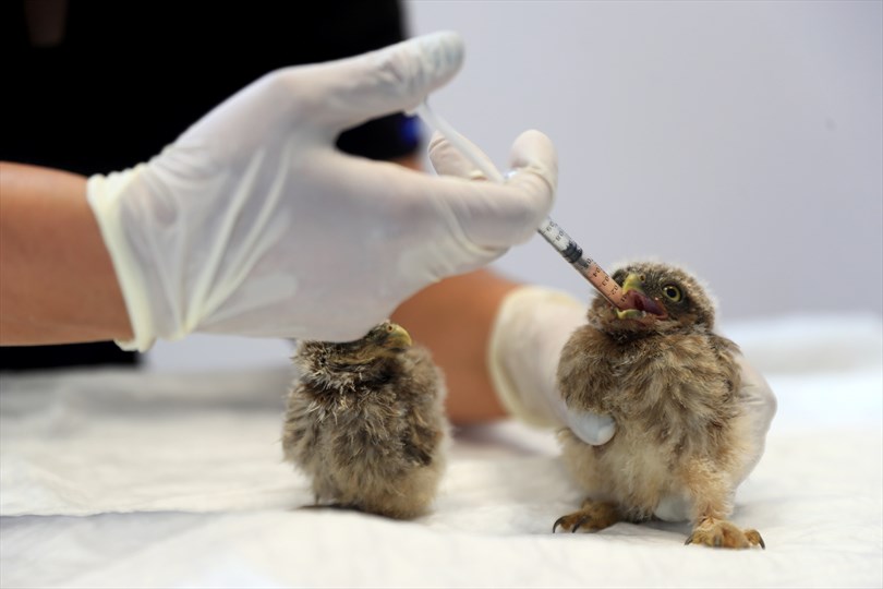 Denizli ‘de Kuş yavrularına anne şefkatinde bakım