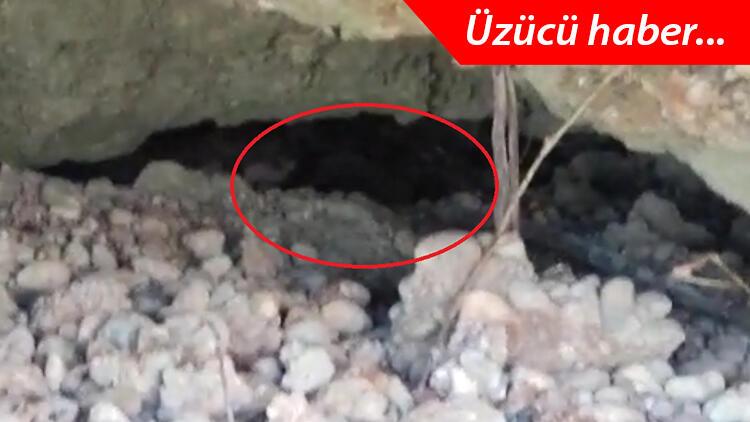 Nesli tükenmekteydi… Ölü bulundular