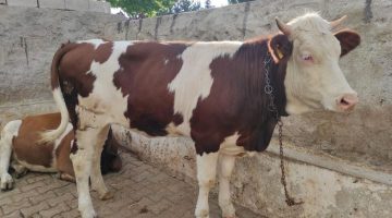 Bakan Bekir Pakdemirli: Üreticimizin satamadığı kurbanlıkları Et ve Süt Kurumu alacak