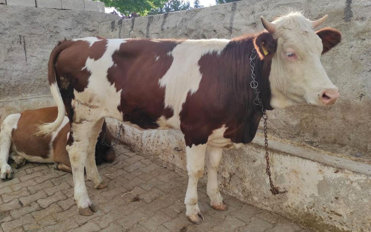 Bakan Bekir Pakdemirli: Üreticimizin satamadığı kurbanlıkları Et ve Süt Kurumu alacak