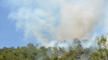 İzmir Kemalpaşa’da orman yangını çıktı! Müdahale sürüyor
