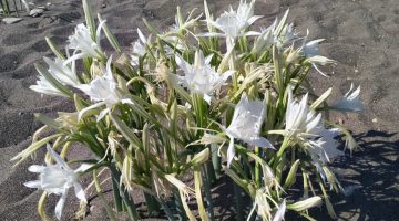 Muğla’da bu çiçeğe basmanın ve koparmanın cezası dudak uçuklattı