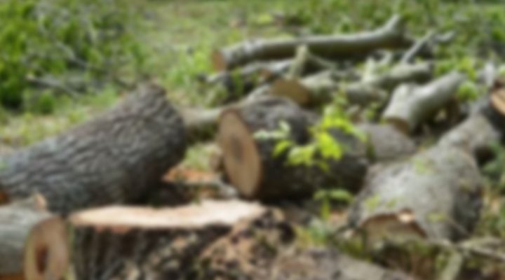 Manisa’da kestiği ağacın altında kalan çiftçi hayatını kaybetti