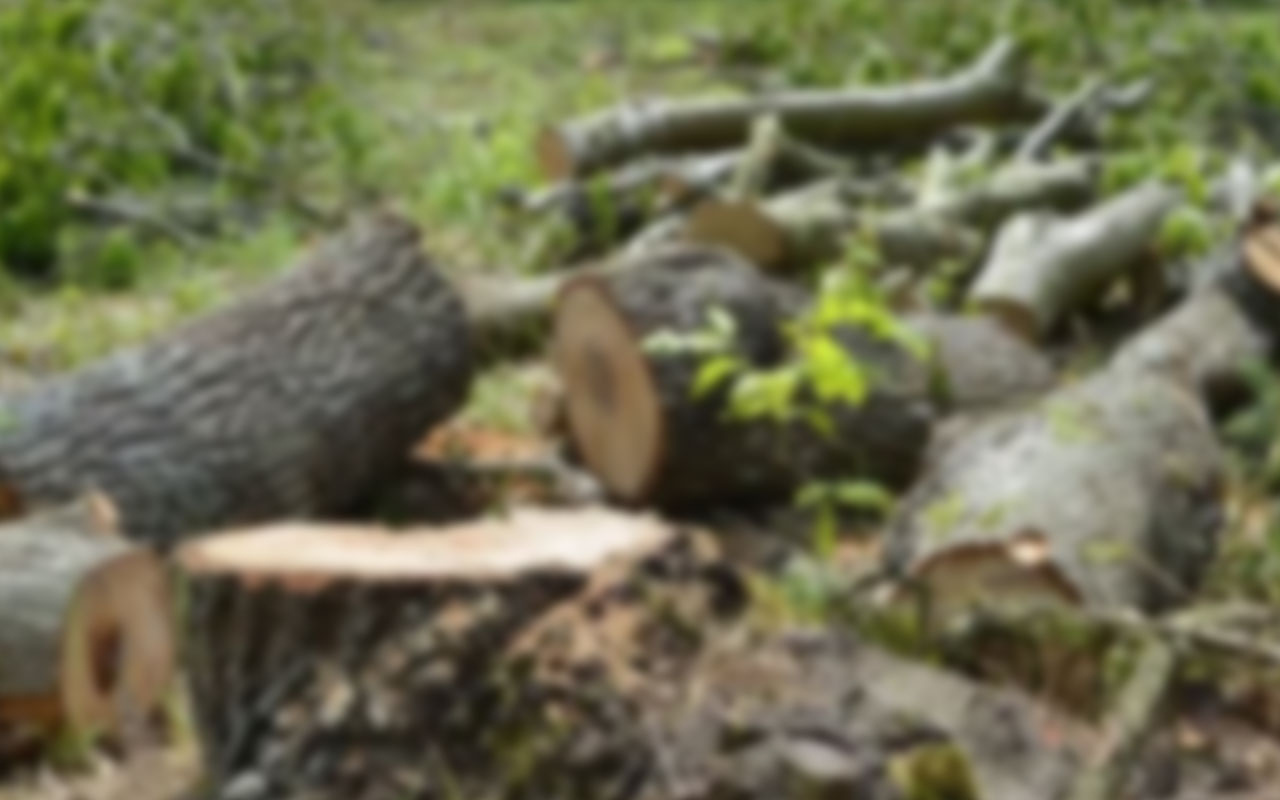 Manisa’da kestiği ağacın altında kalan çiftçi hayatını kaybetti