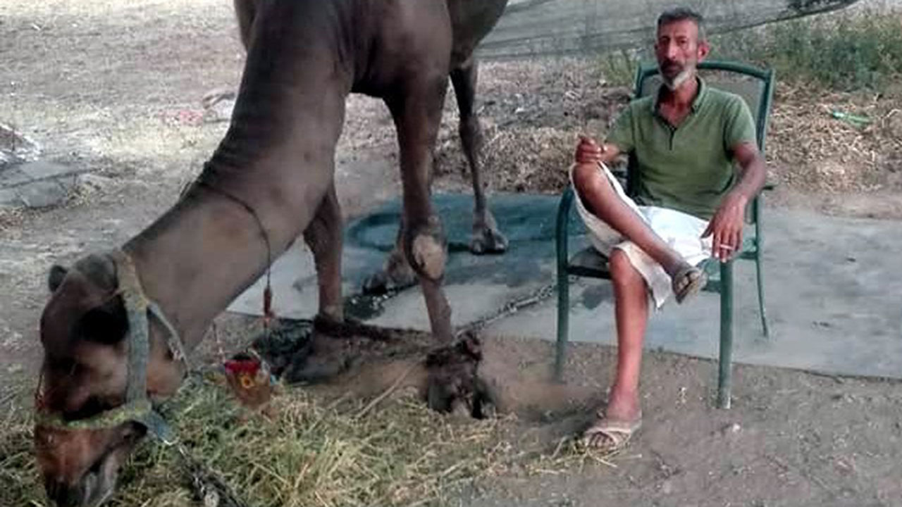 Muğla’nın ünlü deve güreşçisi, dev saldırısında öldü!