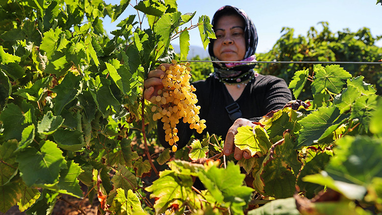 Buca’da bağ bozumu zamanı