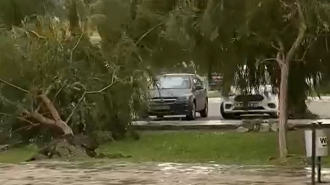 Kuşadası’nda kuvvetli rüzgar ağaçları devirdi