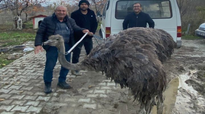 Kara yolunda deve kuşu paniği yaşandı