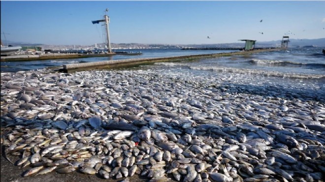 İzmir Körfezi alarm veriyor! Balık ölümleri kötü koku yayıyor