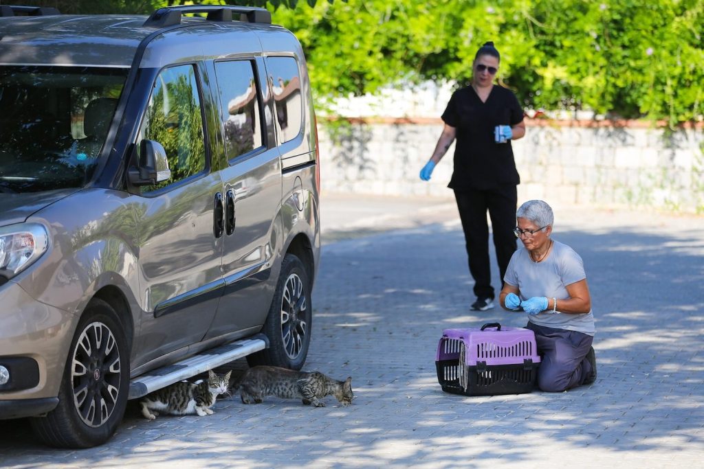 İzmir Narlıdere’de minik dostlar için seferberlik