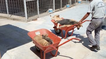 CHP’li Alaşehir Belediyesi köpekleri öldürüp çöp arabasına attı