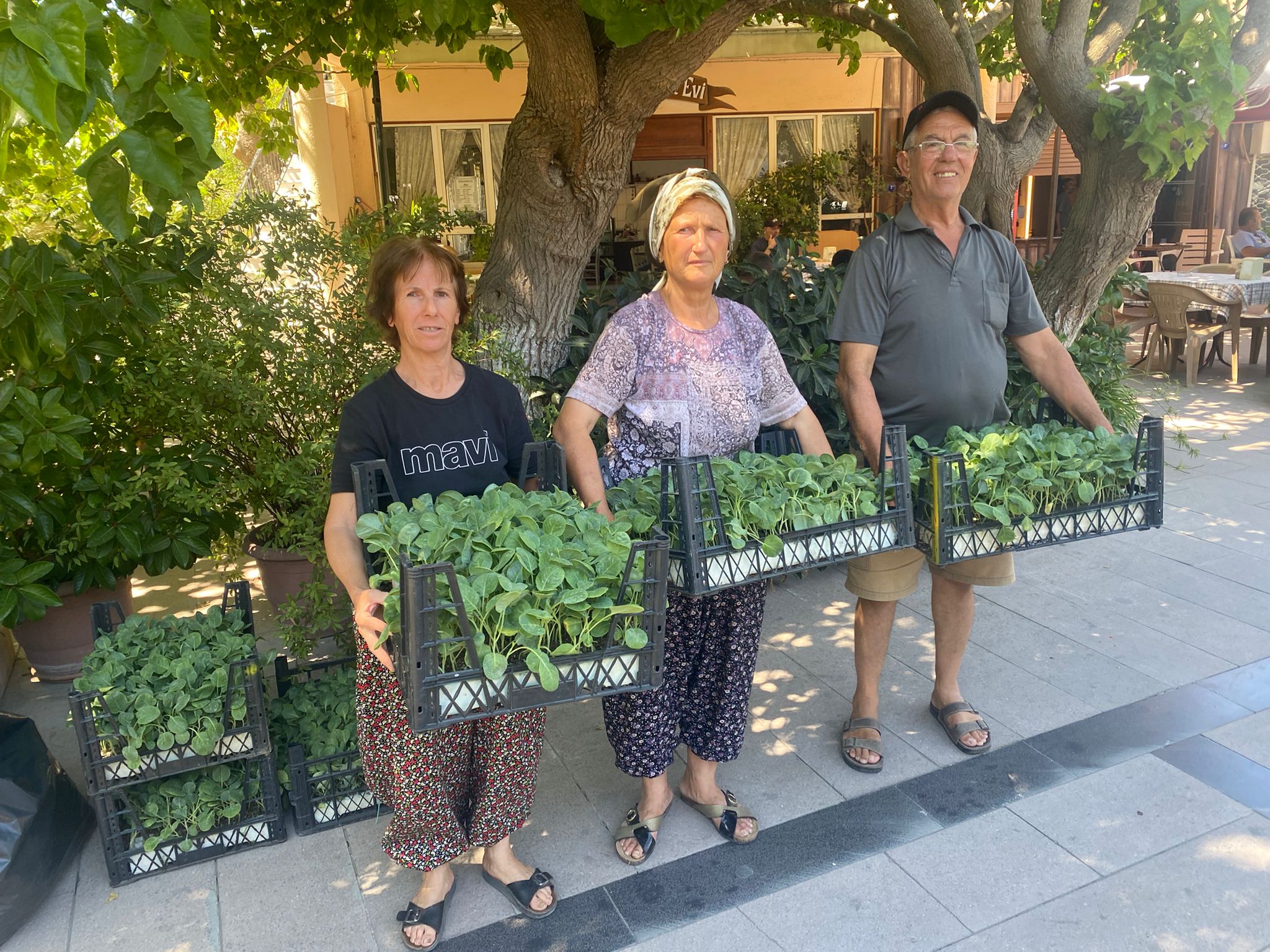 Urla Belediyesi’nden üreticiye 50 bin sebze fidesi