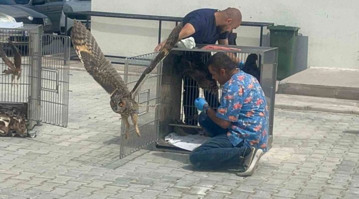 Afyonkarahisar’da tedavileri tamamlanan 35 yabani kuş doğaya salındı