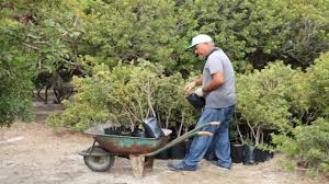 Çeşme’de havai köklendirme yöntemi denediler… Anaç 100 sakız ağacı 20 bin fidana dönüştü