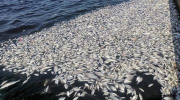 İzmir Körfezi’nde korkutan görüntü: Balık ölümleri devam ediyor