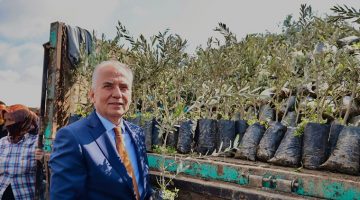 DENİZLİLİ ÜRETİCİLERE 100 BİN ZEYTİN FİDANI