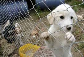 Bayraklı’da gerçeği aratmayan tatbikat: Hayvan barınağında orman yangını provası