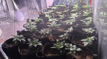 İzmir’de evinde oluşturduğu serada kenevir yetiştiren zanlı tutuklandı